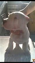 Dogo Argentino